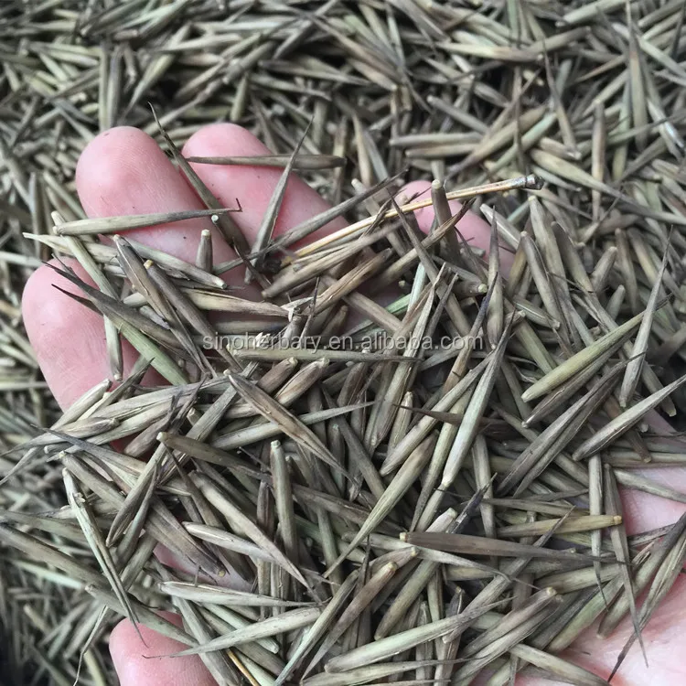 High Sprouting Rate Bambus Seeds/Bamboo Seeds For Cultivating