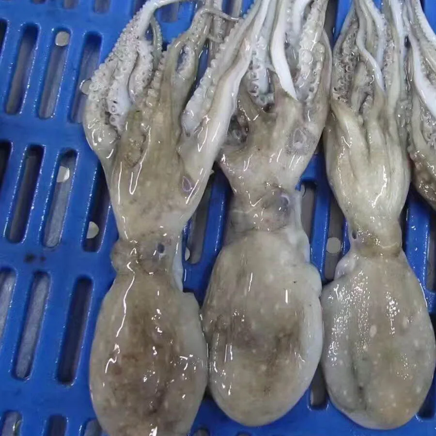 Fresh cleaned frozen octopus ,short leg all size