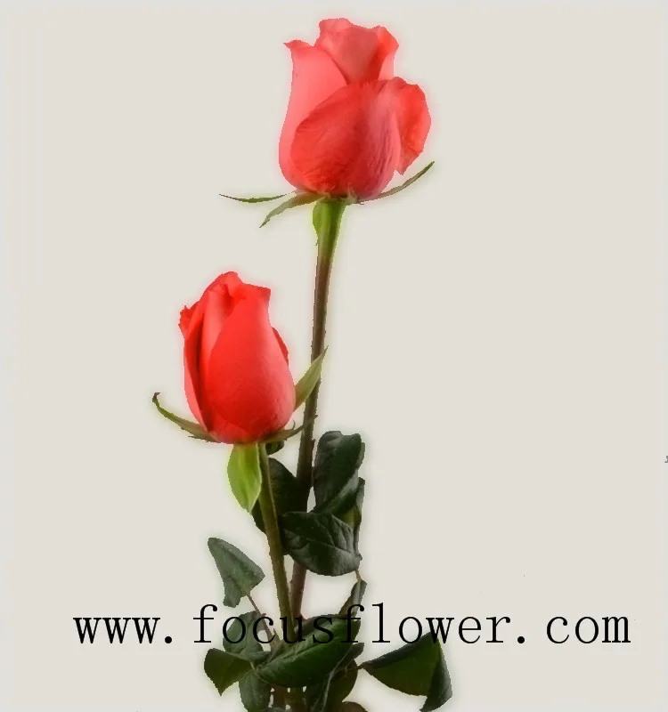Wholesale fresh cut roses fresh jasmine flowers pink movie star rose from Yunnan
