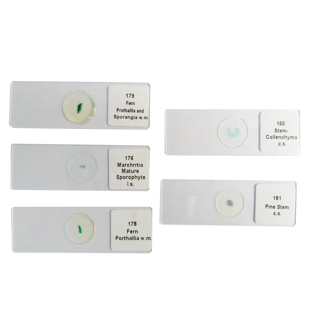 Microslide Zea mays, Stem, t.s. Botany microscope prepared slides