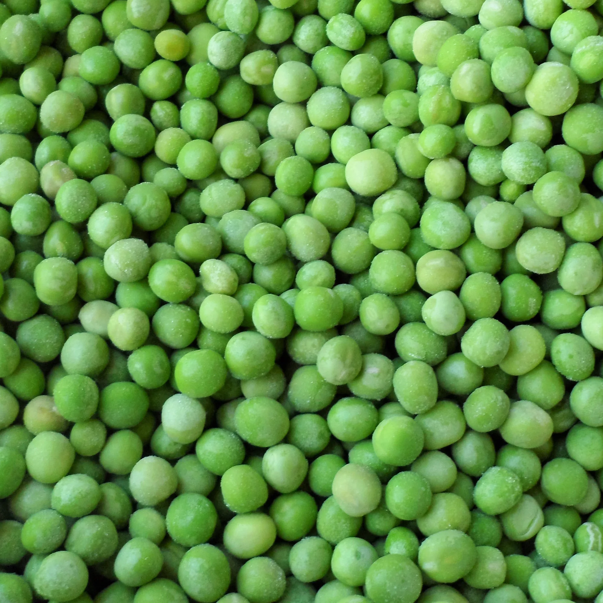 
Долгосрочная Замороженная зеленая фасоль, местность Колумбия по низкой цене 