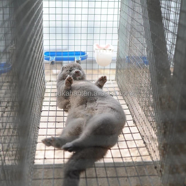 fox, fur animals digestive enzymes health supplements