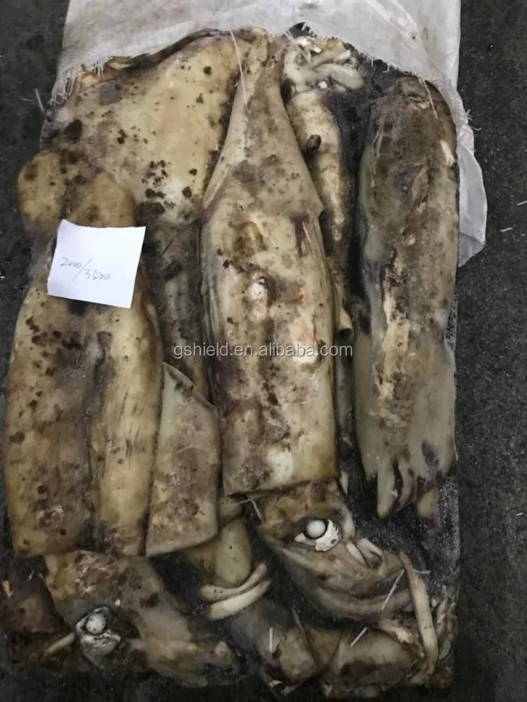 
Sea frozen Giant squid whole round for sales 