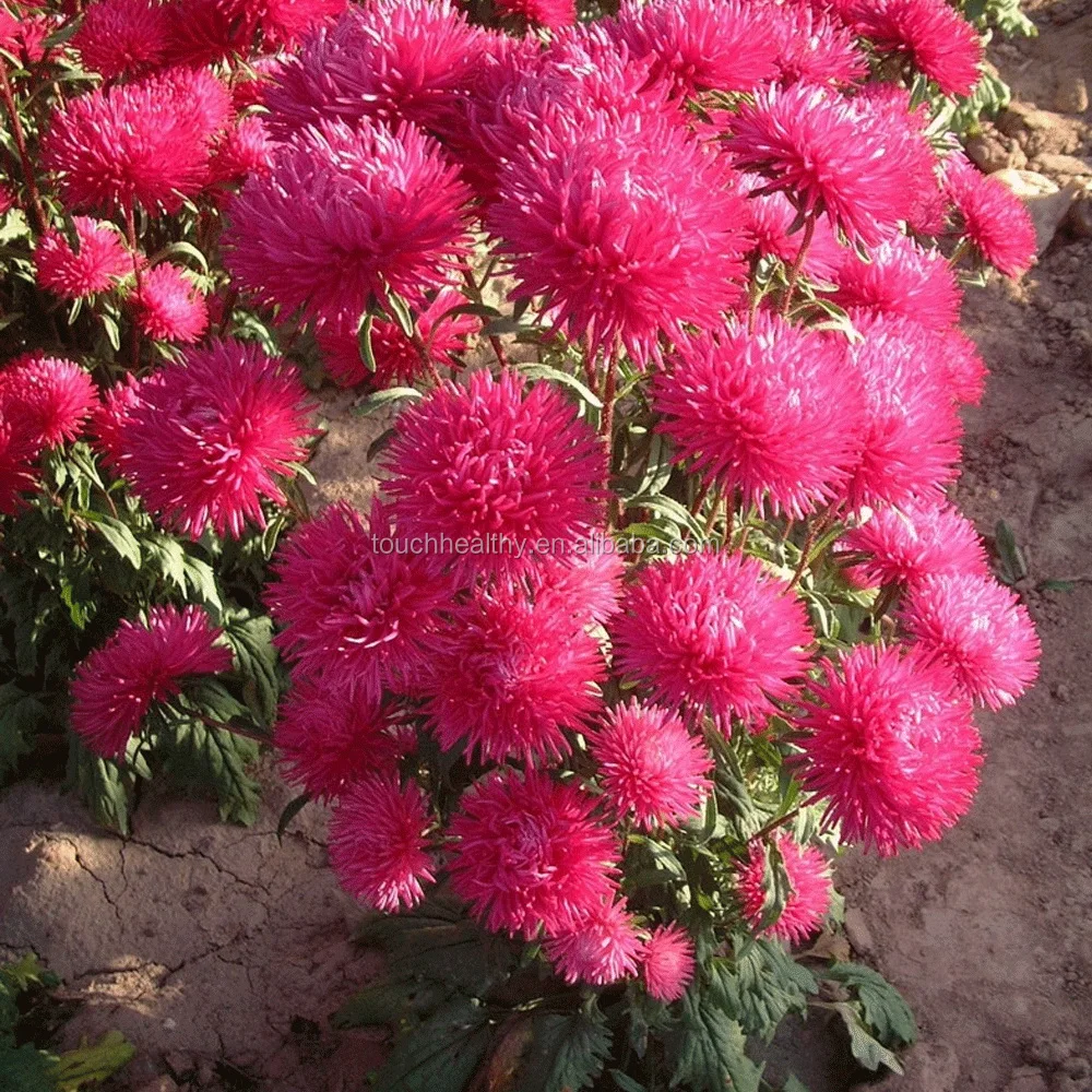 2021 высокопрорастающие семена каллистефуса китайского, китайские семена астры для выращивания 500 г/пакет