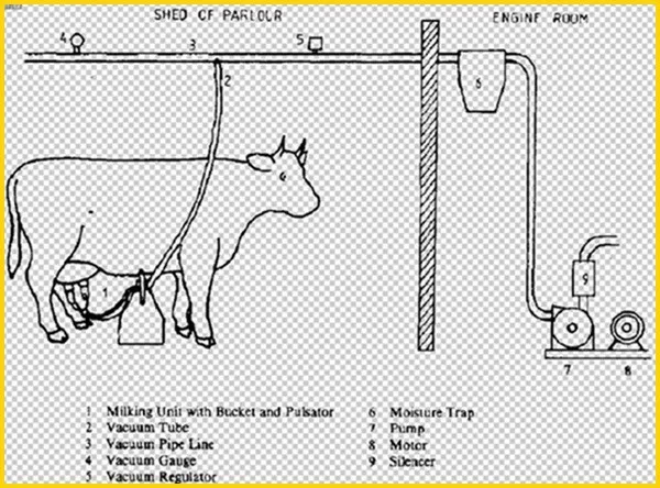 pipeline milking machine for cow and goat sheep cattle camel donkey