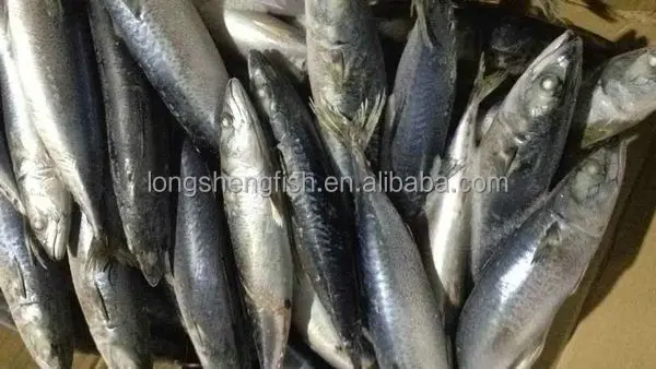 Hot Selling Cheap Price Sea Frozen Pacific Mackerel Chinese mackerel Scomber Japonicus