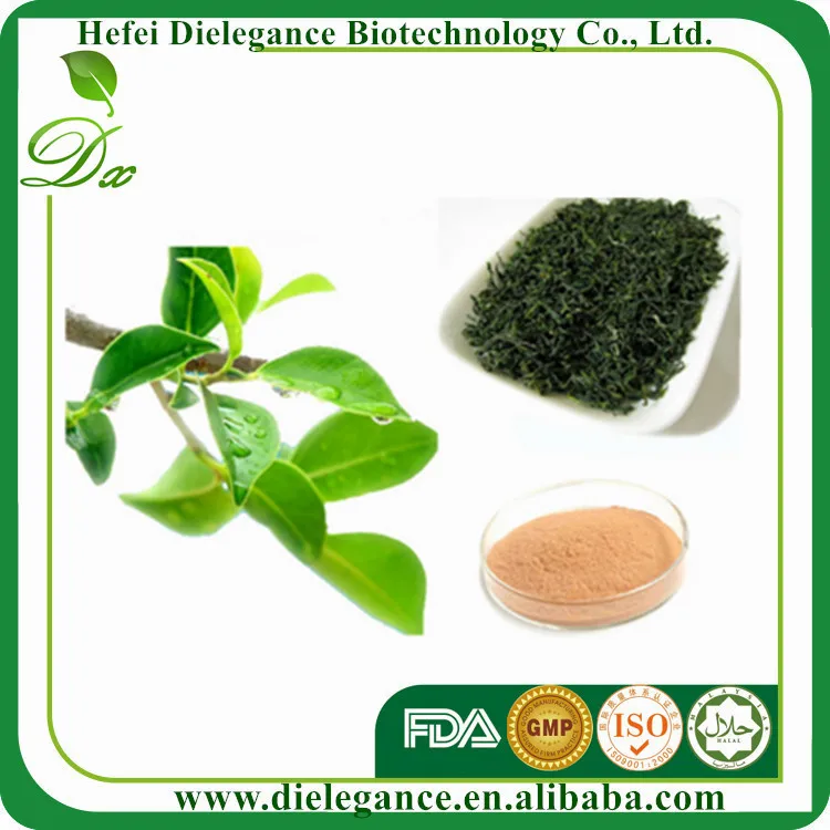Pharmaceutical Grade Green Tea Extract 95% polyphenols 45% egcg