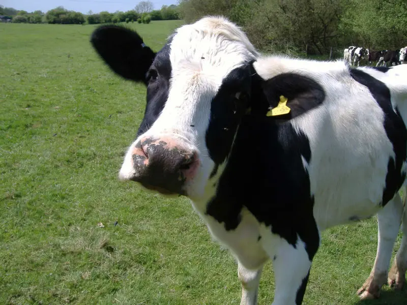Premix for calves