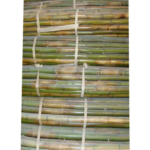 FD-Natural high-quality Bamboo poles sale