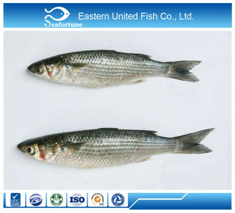 Hot sale seafood/Fish/Grey Mullet Whole Round (with roe/milt)/Mugil Cephalus