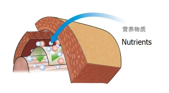 
Biological membrane Artificial Nerve Conduit Implant medical device Type I collagen for hand and foot surgery 