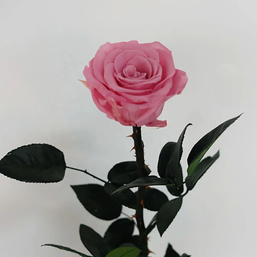 
Wholesale immortal preserved rose flowers 
