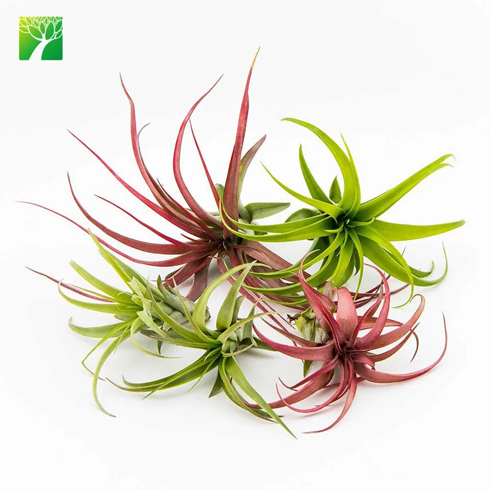 Небольшой минимальный заказ, тропики, мини-аэрозавод, фиолетовая форма Монтаны