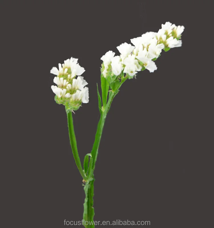 Best quanlity fresh preserved forget-me-not flower export fresh for blessing