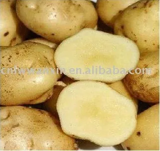 
Fresh holland Potato in mesh bag 