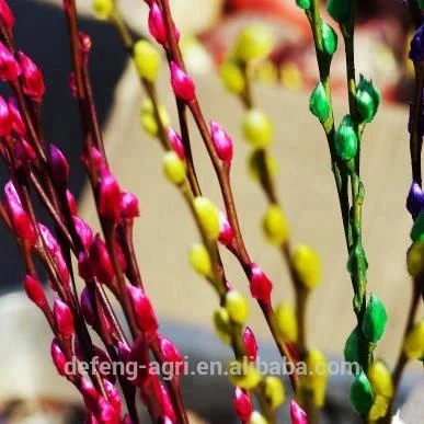 Hot sale fresh flower pussy willow salix for traditional celebration cut flower