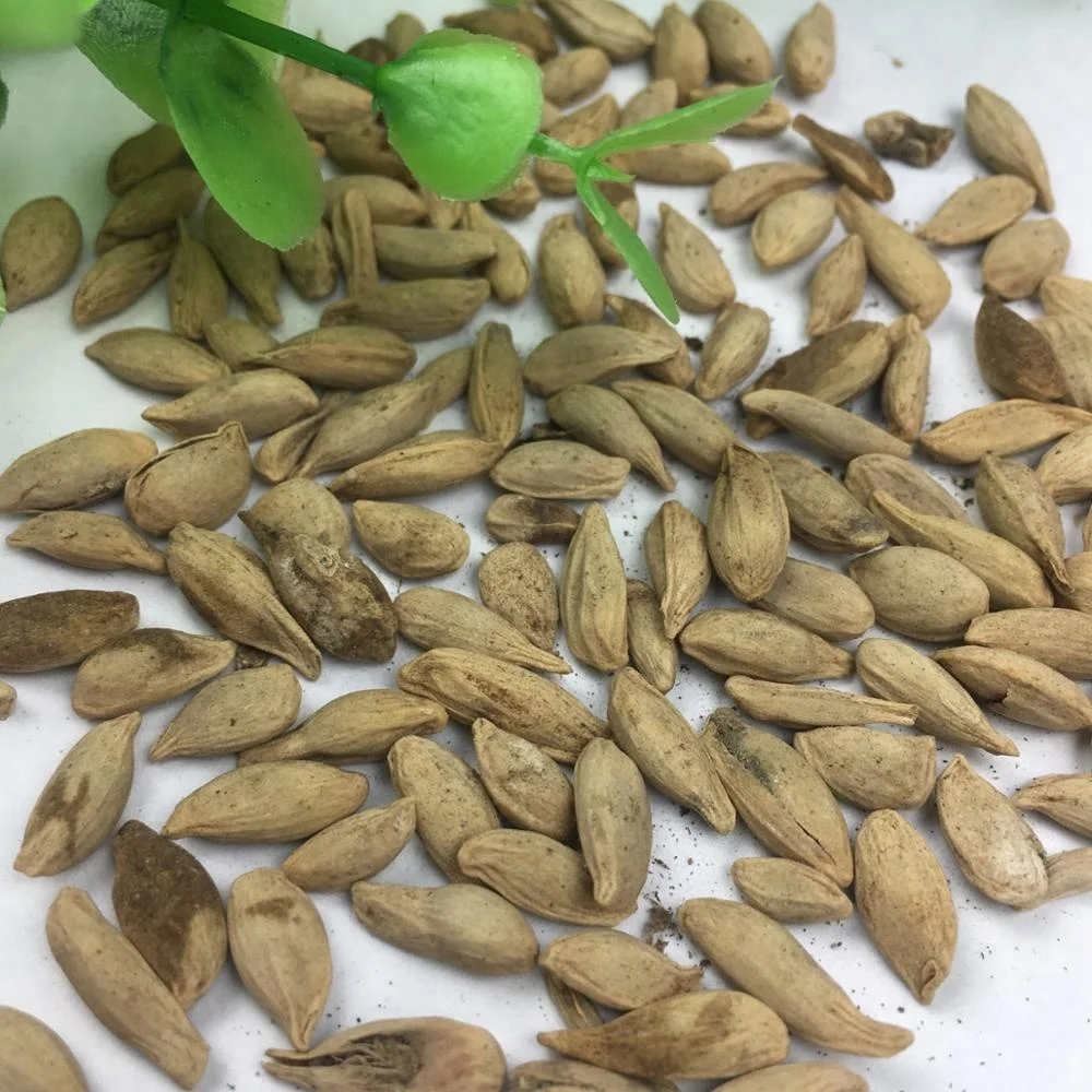 
Tropical Fruit Seeds Citrus Lime / China Limon Tree Seeds 