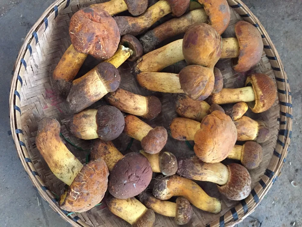 Оптовые цены на грибы Detan Wild Boletus