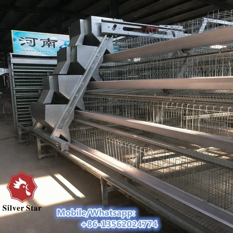 Battery layer chicken cage design automatic manure cleaning system