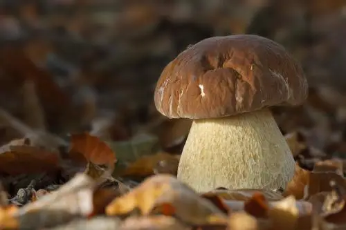 
Detan Wild Boletus Market Prices for Mushroom 