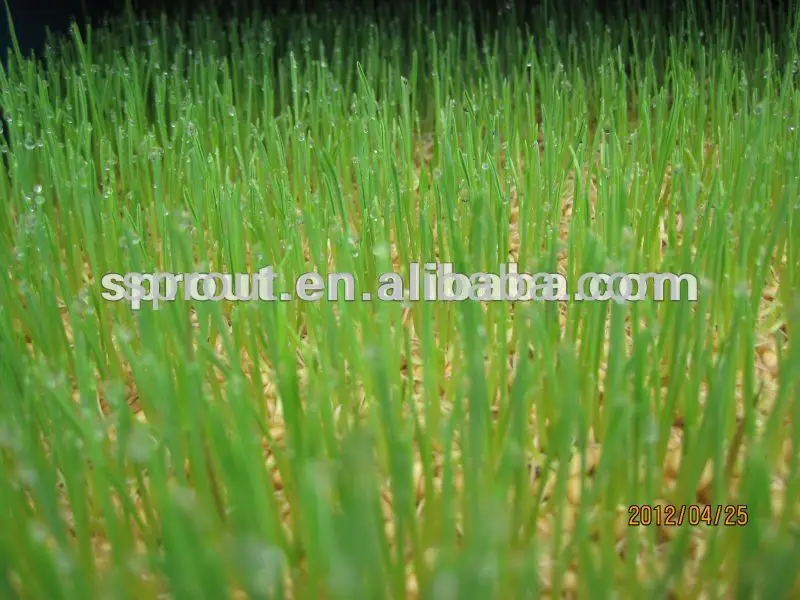 Hydroponic Fodder machine/seedling machine/wheat sprout machine