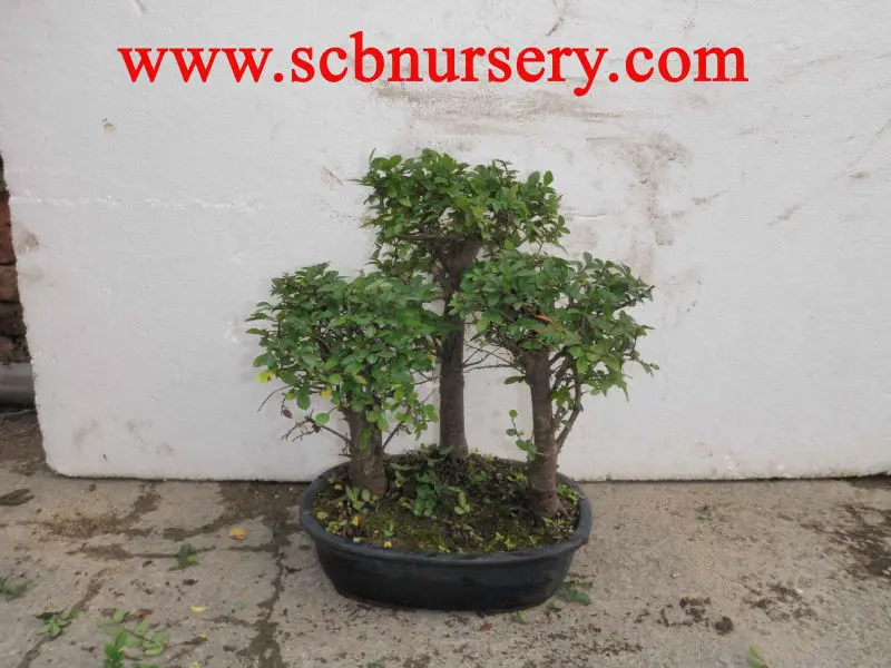 
 Зелкова 3 шт бонсай  