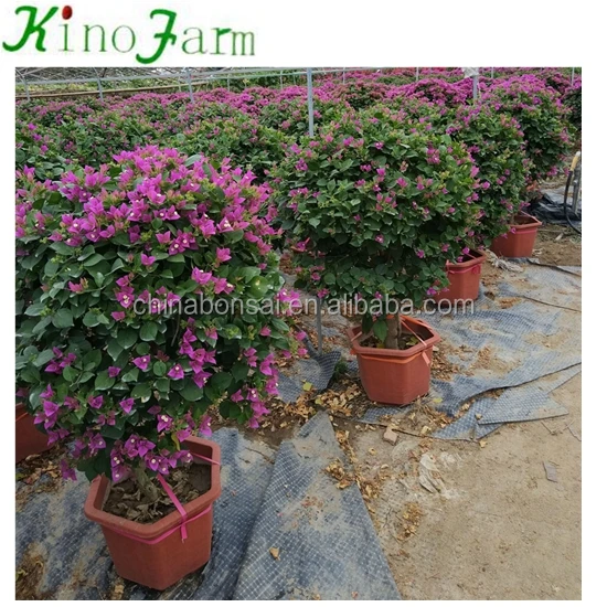 
Natural Plants Flowering Bougainvillea Bonsai 