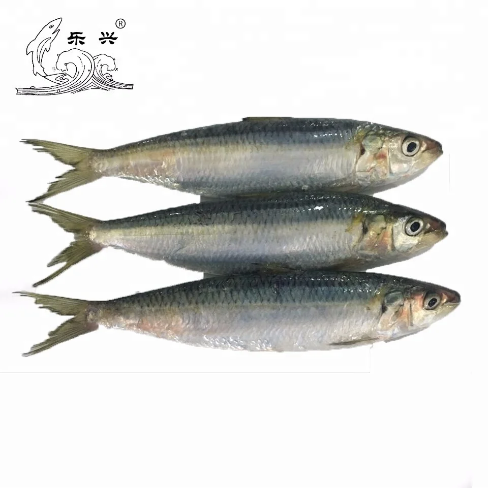 Good Quality Wholesale Frozen Sardine Fish