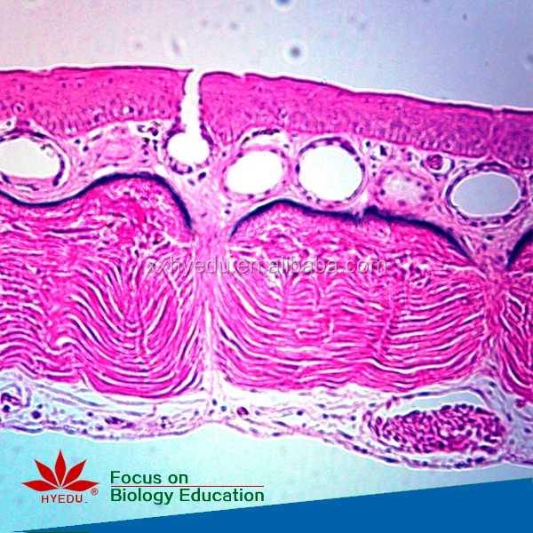 Fixed set Most popular algae biology prepared microscope slides set for biological lab equipment