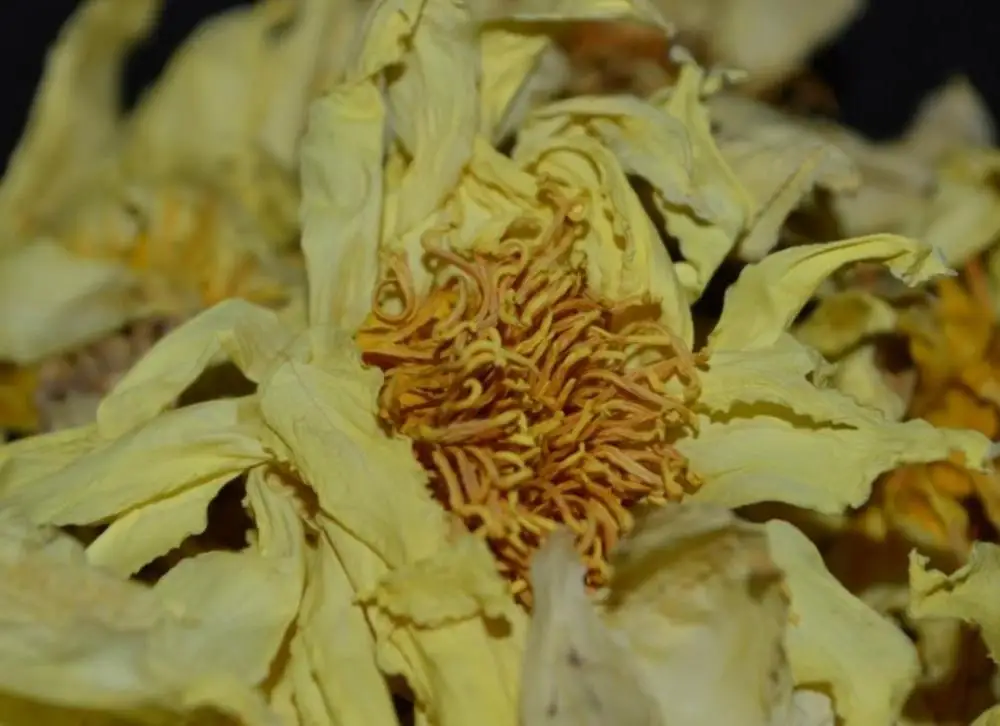 Huang lian hua blooming flower tea yellow Nymphaea tetragona flowers tea