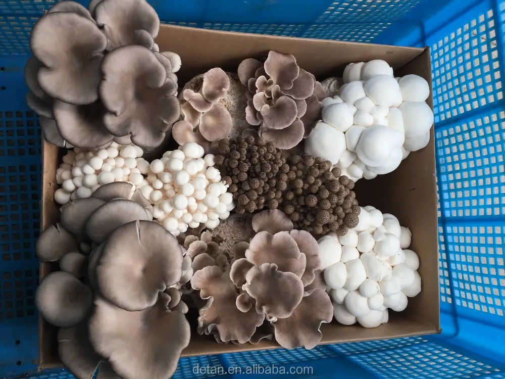 
Detan Oyster Mushroom Bags 