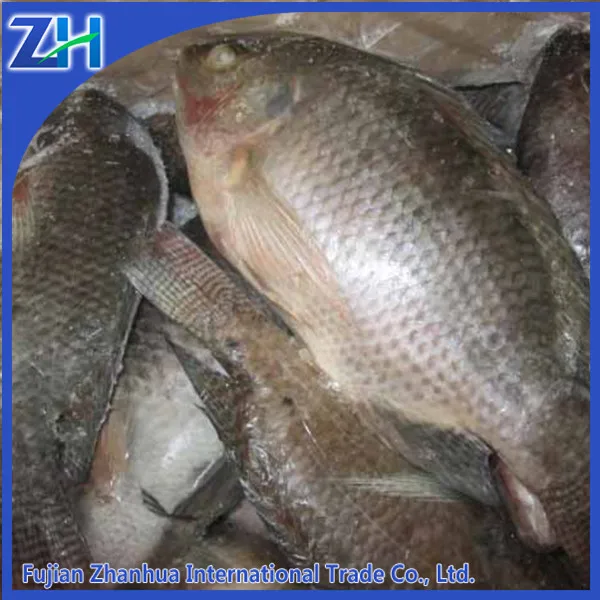 замороженные красной тилапии круглый