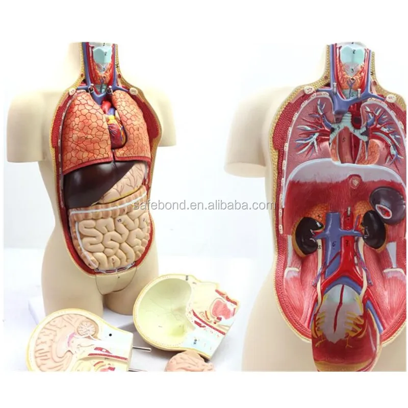 Half Body Human Anatomy Organs Model Manikin Medical Science Teaching Model Plastic Human Body Parts Medical School Carton Box