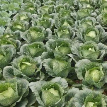High quality hybrid cabbage seeds with competitive price for sale