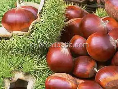 
Organic Raw Fresh Chestnut Chinese bulk chestnuts price 