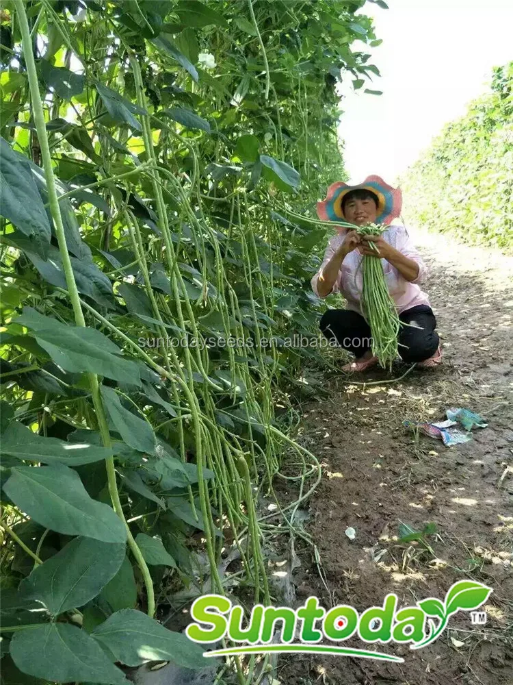 
Yard Long green vegetable cowpea Asparagus bean seeds 1kg/bag 