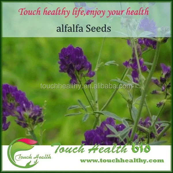 
2021 High sprouting rate alfalfa grass seeds for sowing 