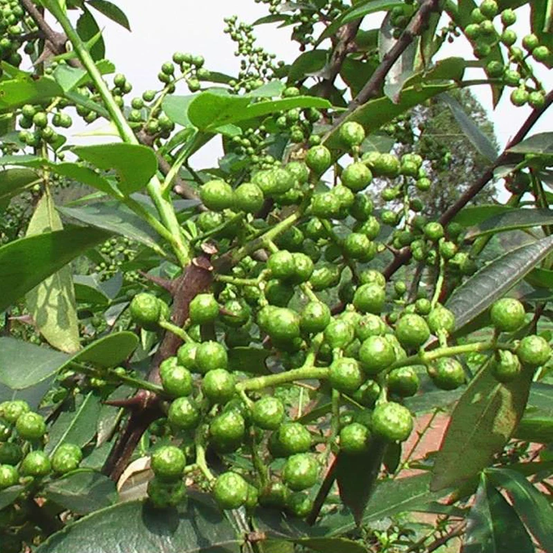 Trustworthy manufacturer 2020 new products green sichuan peppercorn Qing hua jiao for sale