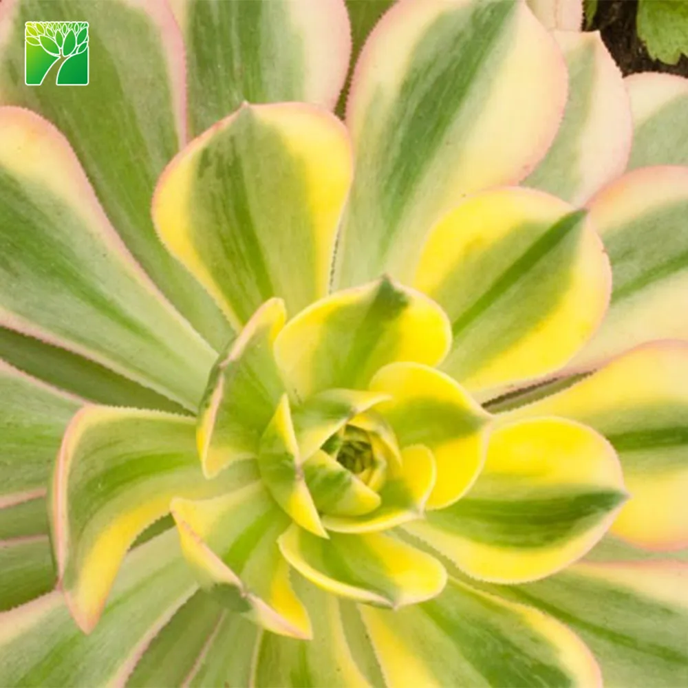 Hot selling full sun exposure copper pinwheel mini cactus succulent plants decoration