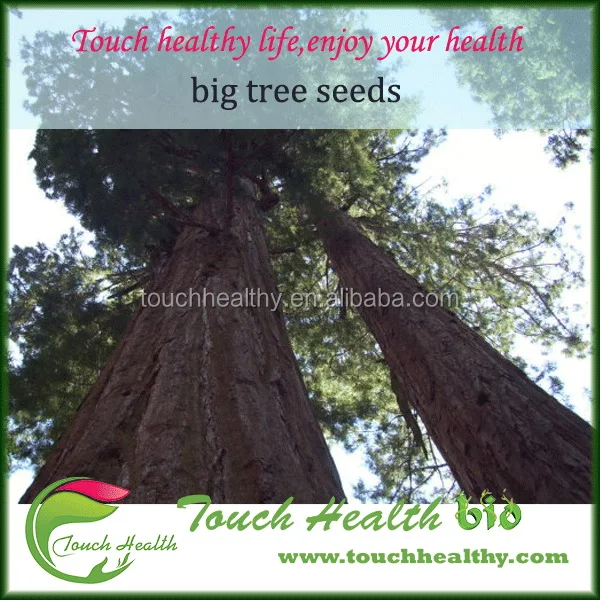 
2021 Good quality giant redwood seeds big tree seeds 
