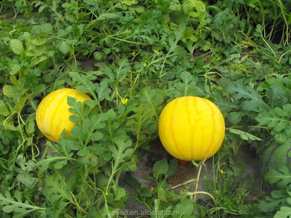 
Golden Queen golden rind and red flesh hybrid watermelon seeds 