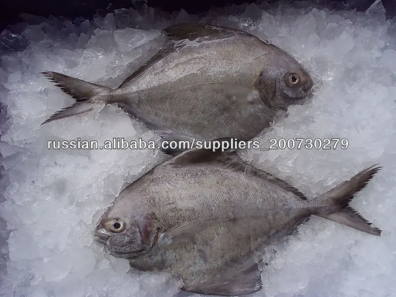 замороженные черный брама рыбы