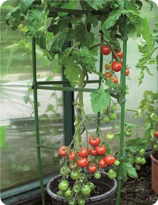 
Tomato cage plant support 
