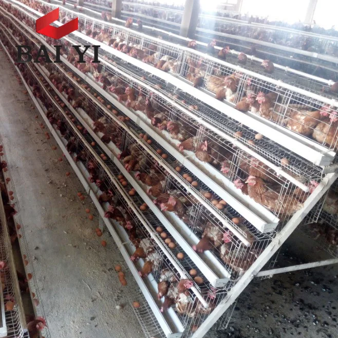 chicken cages galvanized and accessories poultry equipment qatar