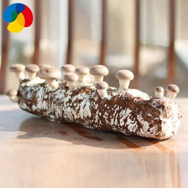 
China Qihe edible fungi shiitake mushroom seeds compost bags for sale /export to growing fresh shiitake mushroom 