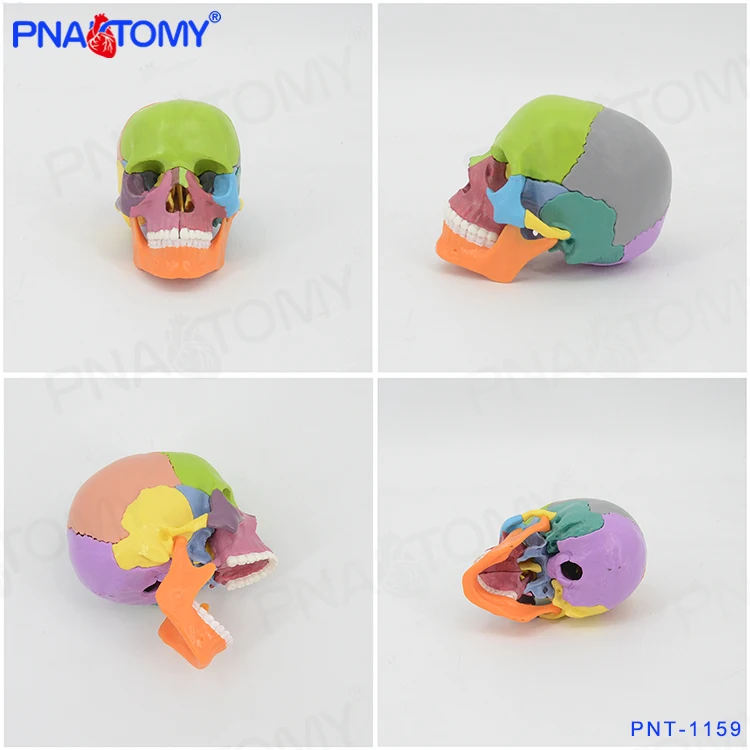 PNT-1159 1/2 size skull model 15parts with magnets hot sell detachable medical model for school