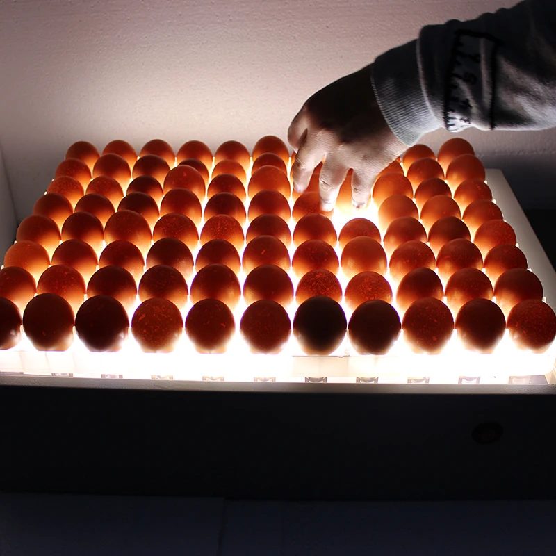 Table type egg tester egg candler for sale