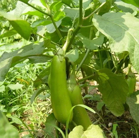 
2018 Precocious disease-resistant hybrid green eggplant seed selling 
