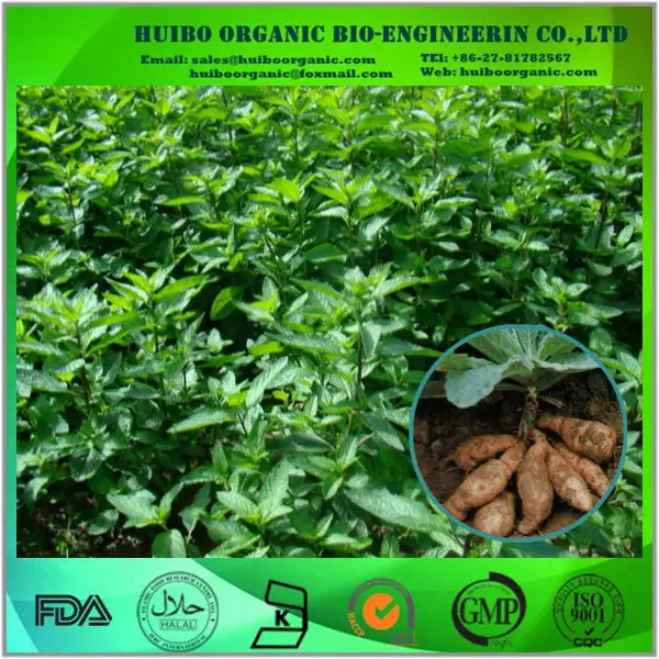 Prepared rehmannia root /shudihuang slices / rehmannia extract