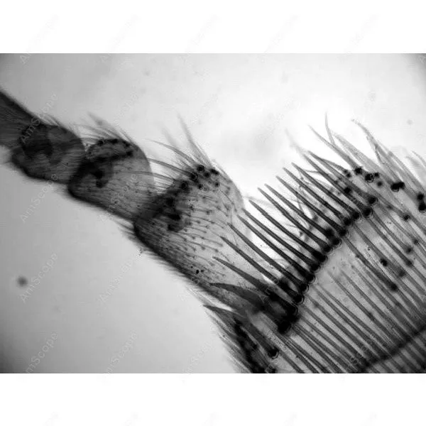 
AmScope Supplies 1500X Phase Contrast Inverted Fluorescence Microscope + 1.4MP B/W Cam 